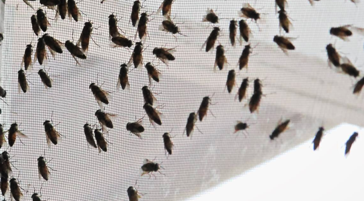 Cluster Flies